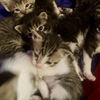 Free Kittens to a loving home!