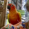 Sun Conure looking for New Home!