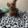 Yorkie Puppies Females