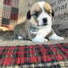 AKC Pembroke Welsh Corgi Puppies