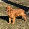 GOLDEN RETRIEVER STUD