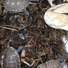 Captive bred box turtle