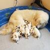 Mama Ruth''s Puppies were Born 12/28/2024 