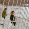 Lovebirds for rehoming