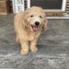 Miniature Goldendoodle F1b - Ready for their homes now boys and girl