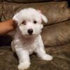 Cute Weechon puppy