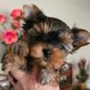 Yorkie puppy 