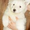Perfect XLARGE BREED Malanees