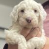 For sale Sheepadoodle Pup
