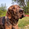 Mastiff Golden retriever mix *STUD ONLY*