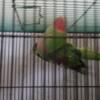 Alexandrine  male 8 y/o SOLD