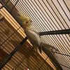 Cockatiels babys