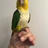 Handfed baby white belly caique