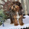 Micro mini Goldendoodle male