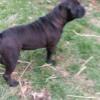 Olde English Bulldogge Blue Ribbon Generational