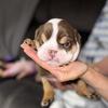 English bulldog 