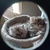 Sweet Shaded Black Smoke Female Persian Kitten