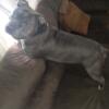 My male Pitbull Stud looking for female to mate