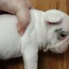 French Bulldog puppies!Come with AKC full rights! Deposit $250 come see them.