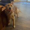 Proven Golden retriever stud 
