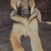 7 month old German shepherd puppy for adoption