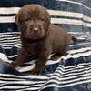 AKC Full English Labrador Retriever puppies