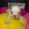 Akc French Bulldog male puppy solid blue pied 