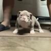 Micro bully puppy exotic