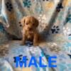 F1 Cavapoo Puppies male and female left