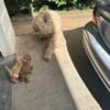 Golden doodle puppies $300