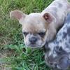 French Bulldog puppy - Sunny