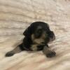 Miniature schnauzer