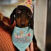 Female Dachshund 1 year