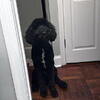 Beautiful Labradoodle puppy for sale