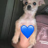 Shihtzu / Chihuahua Mix Boy puppy