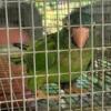 2 Breeder male Blue Crown conures