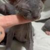 3 Male sphynx