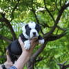 Olde English Bulldogge puppies - ready now!