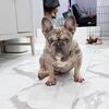 frenchie dog
