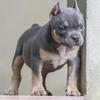 Quality micro bully