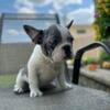 Merle frenchie girl available