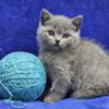 Male British Shorthair - (Aqua)