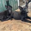 All black German shepherd puppies