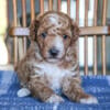 Grayson (Miniature Poodle)