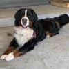 AKC Bernese Mountain Dog Puppies. Ready to go!