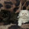Two Very Super Cute Persian Kittens