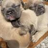 ✨ French Bulldog Puppies – Fluffy Carriers ✨