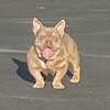 Exotic micro bully lilac tri stud or for sale