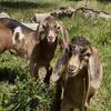 Bucks