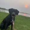 Rehoming Black Lab